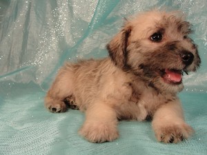Male schnoodle puppy for sale|Iowa breeder 2012|Ready by August